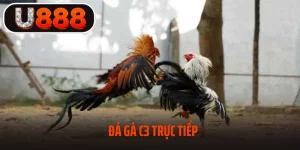 Đá Gà C3 tại U888