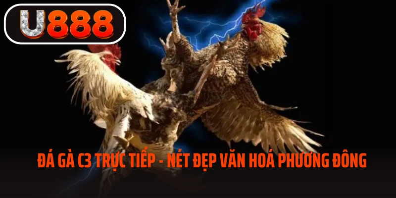 Đá gà C3 nét đẹp văn hóa phương Đông