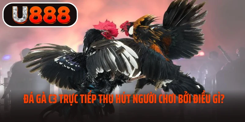 Những điểm thu hút khách hàng bởi chọi kê C3