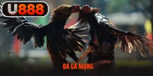 Đá Gà Mạng