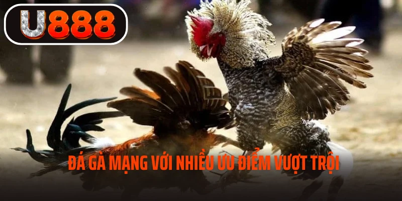 Ưu điểm của đá gà trực tiếp