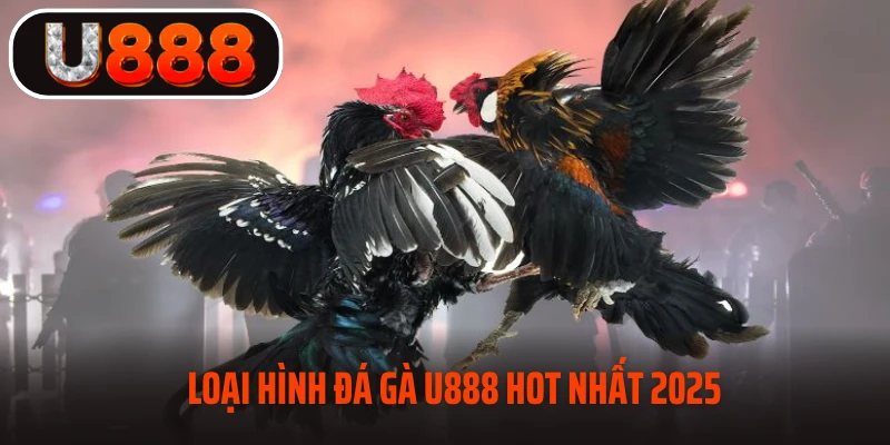 Những thể loại của đá gà U888 hot trend