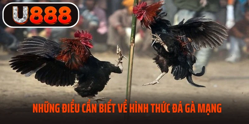 Đá gà mạng là gì? bạn cần biết