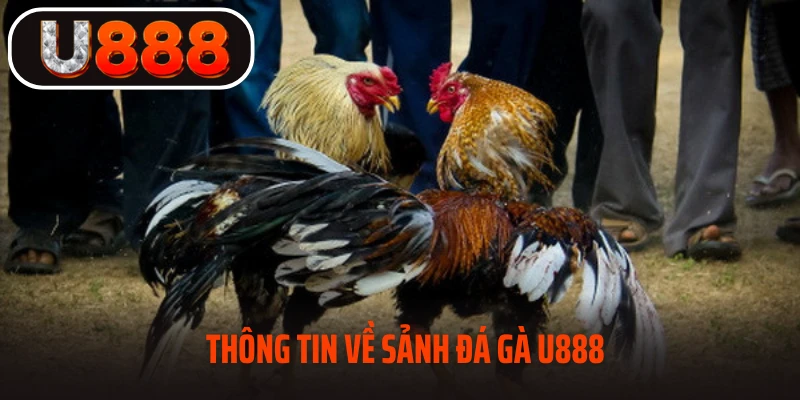 Thông tin cơ bản về đá gà U888
