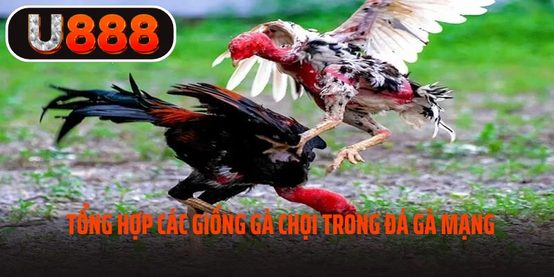 Những giống gà có tại đá gà mạng