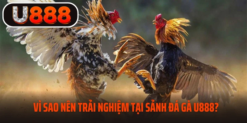 Lý do nên trải nghiệm đá gà tại U888